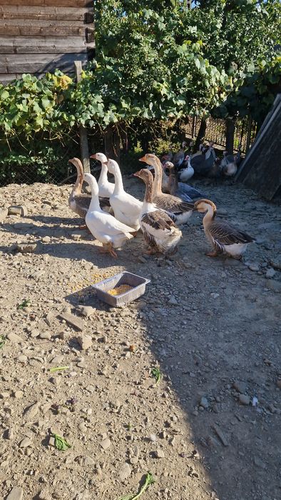 Vând gâște bibilici