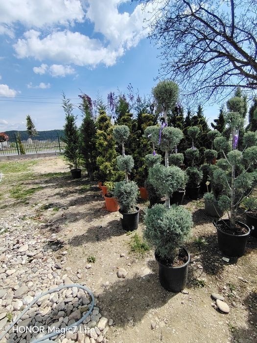 Vând plante ornamentale