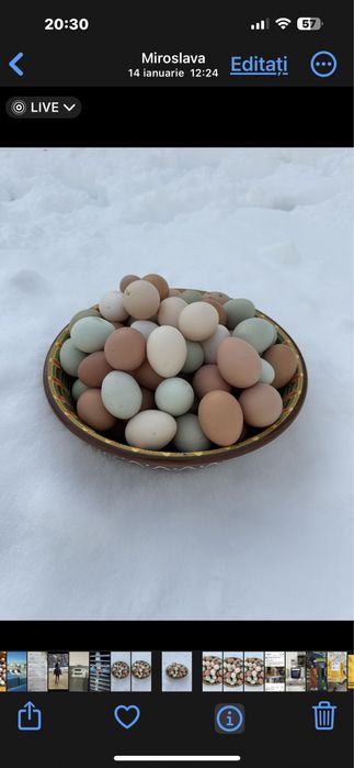 Oua verzi,albastre de la gaini Araucana numai pt CONSUM.NU pt INCUBAT