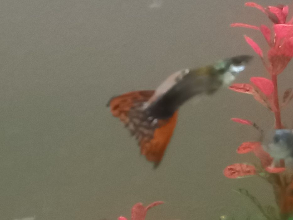 Продам гупи петушков