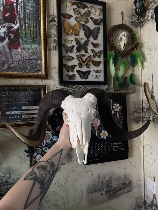 Череп барана/козла