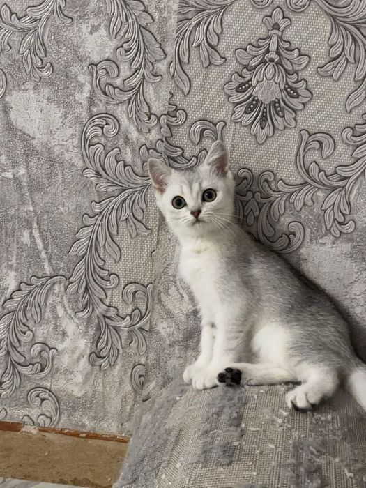Продам котенка уральск