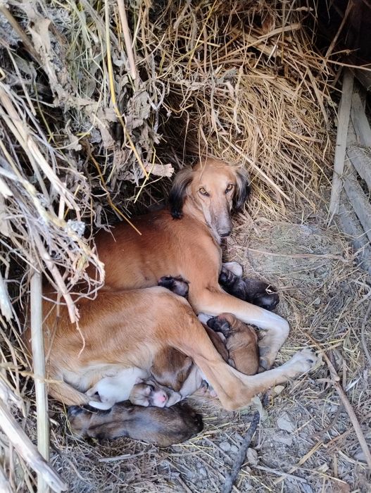Тазы күшіктер сатылады
