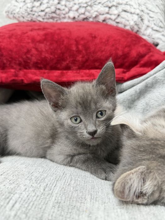 Отдаю котенка бесплатно