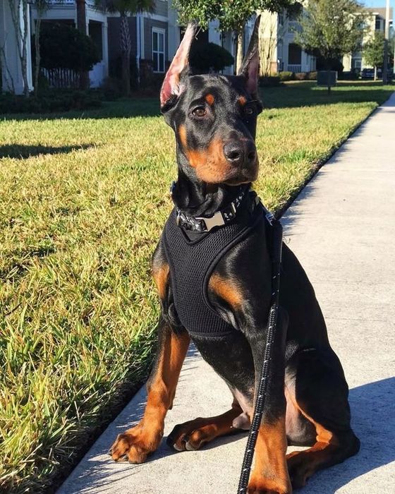 Доберуман шенов 8 мей