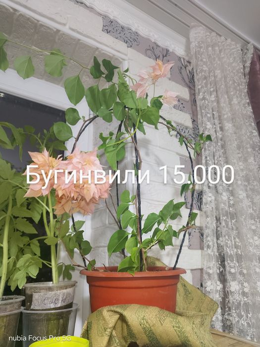 Комнатные растения