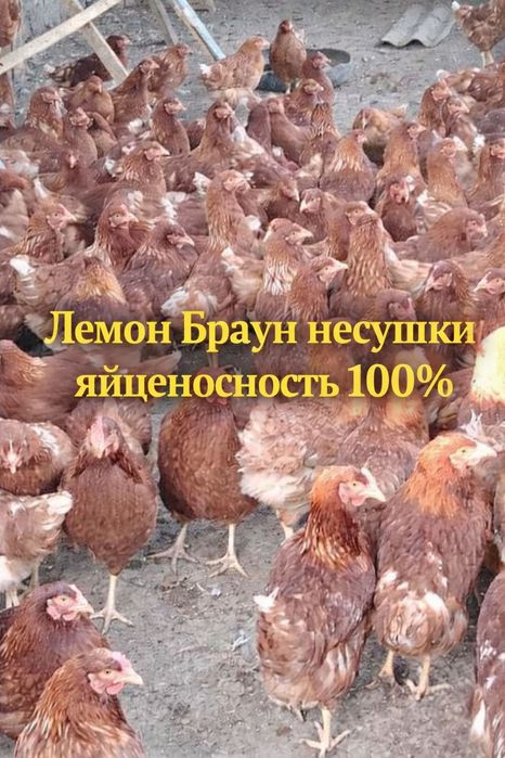 Куры несушки лучшие