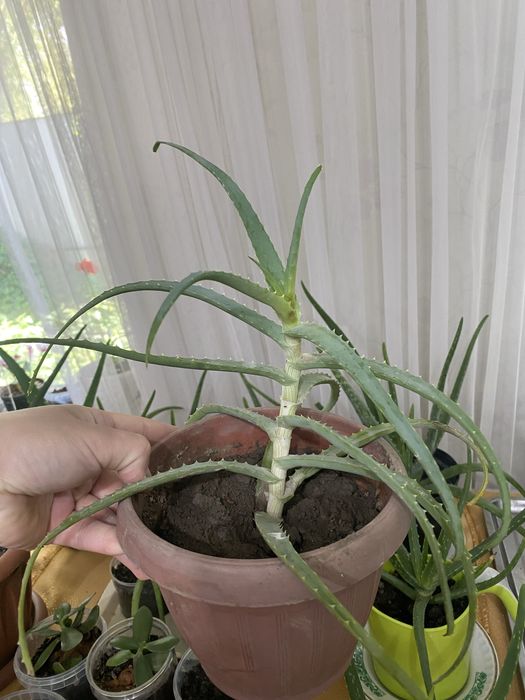 Каланхое, Алоэ, Алоэ древовидное, Хлорофитум