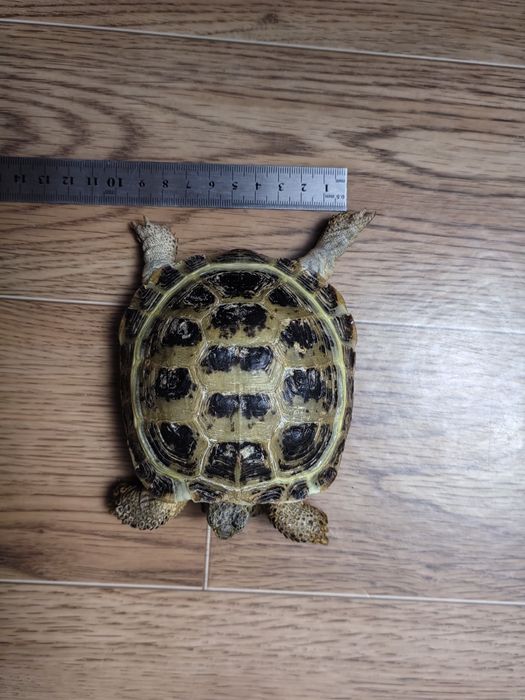 Черепаха сухопутная