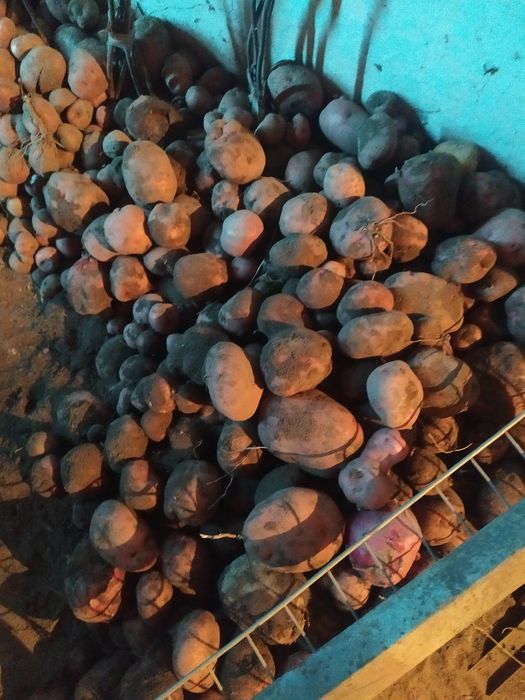 Картошка домашняя белая и красная