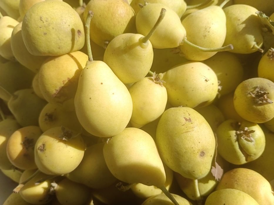 Продам домашную грушу