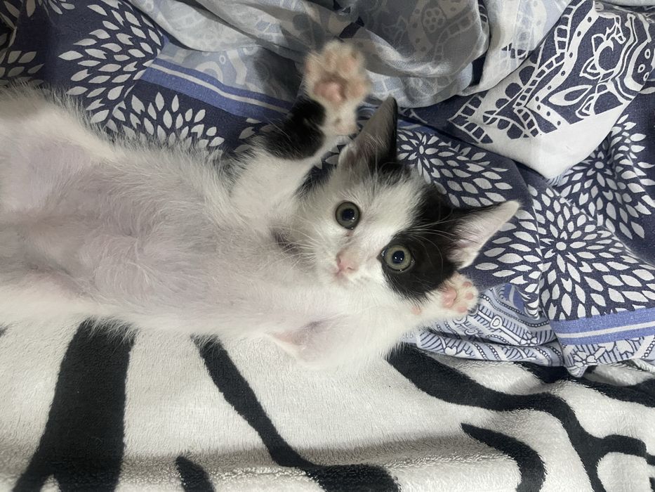 Котик домашний .Привитый