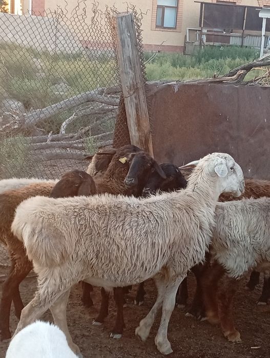 Қошқарлар қойлар бар сатылатын семіз
