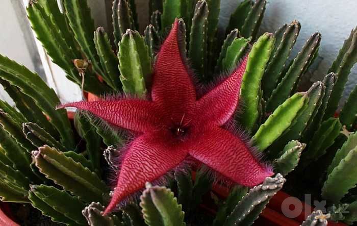 Стапелия /  Stapelia grandiflora