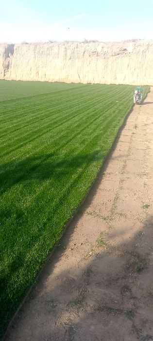 Gazon tayor  ruloni. uruğ xam sepamiz