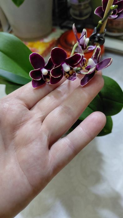 Орхидея NCK NEMO.