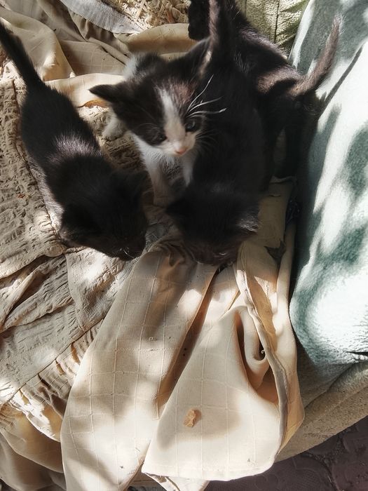 Отдам котят бесплатно