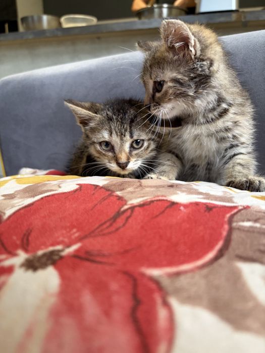 Котята  деврчки срочно ищут дом!