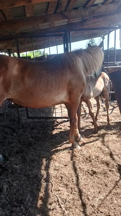 Продам кабылу пять лет с жерибенкам