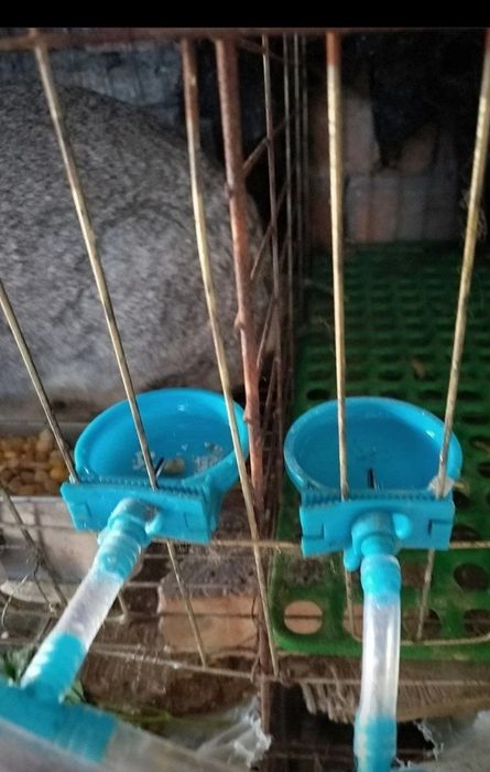 Quyon lar uchun avto sug‘orish tizimi
