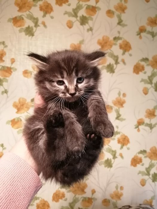 Отдам красивых котят