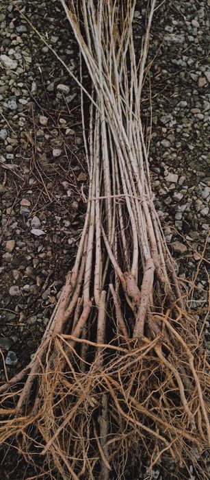 Puieti plop euro american frasin salcam paltin tei mesteacăn molid fag