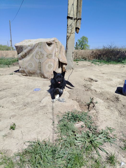 Кандек сатылады охотанын