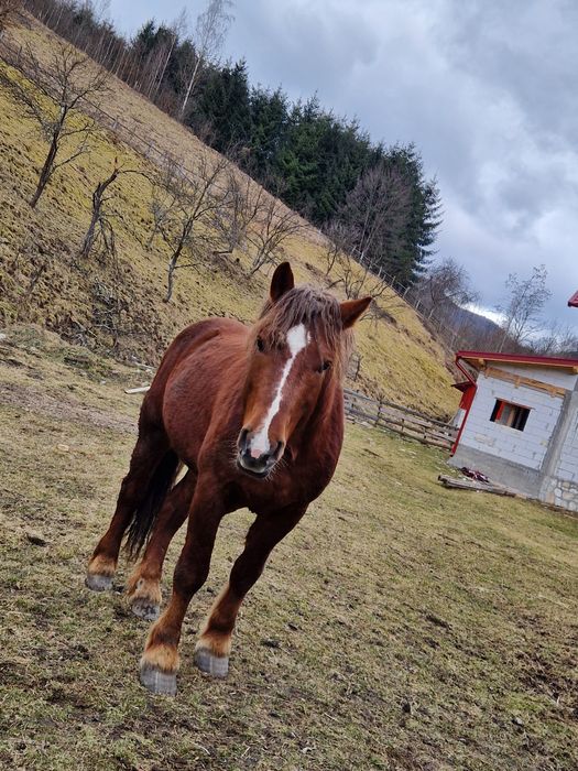 Vând cal, armăsar in vârstă de 2 ani!