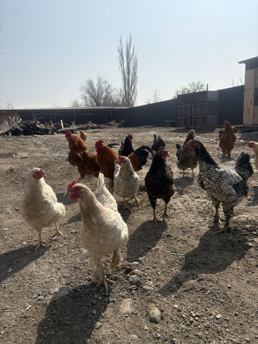 Продам куриц и петухов
