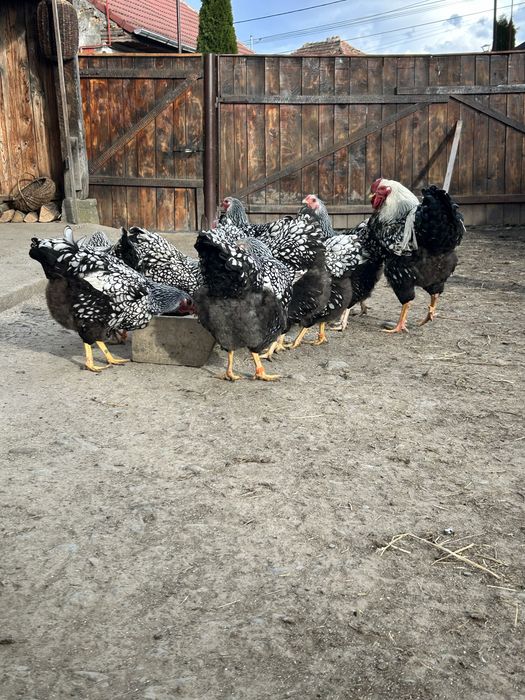 Ouă wiandotte argintiu