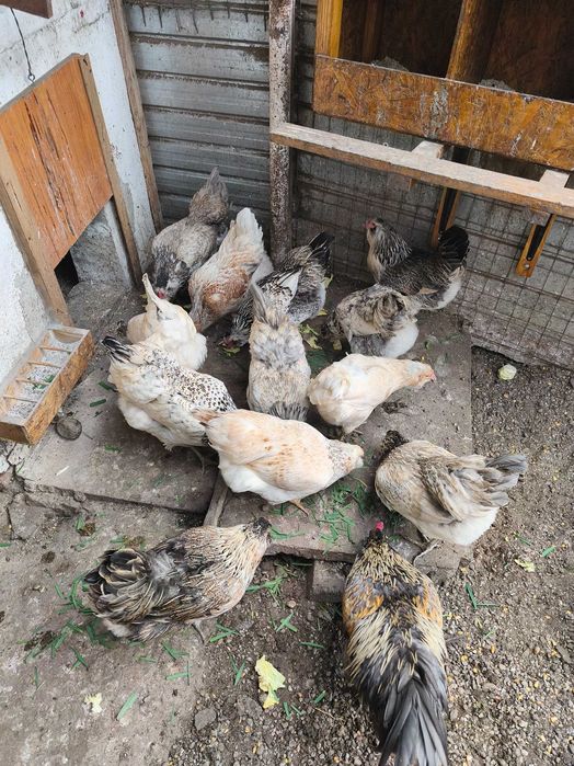 Ouă de incubat Ameraucana