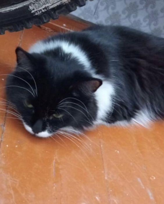 Отдам кошку срочно
