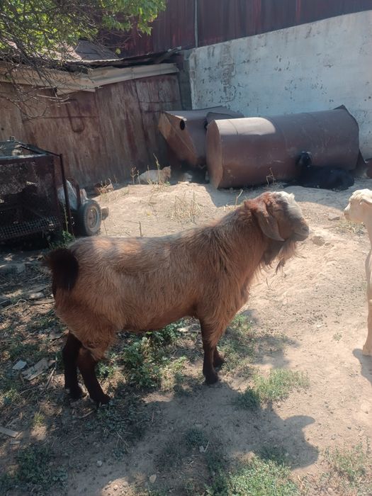 Продам нубинского козла