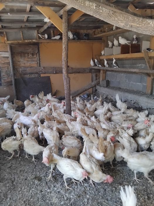 Продавам кокошки легхорн