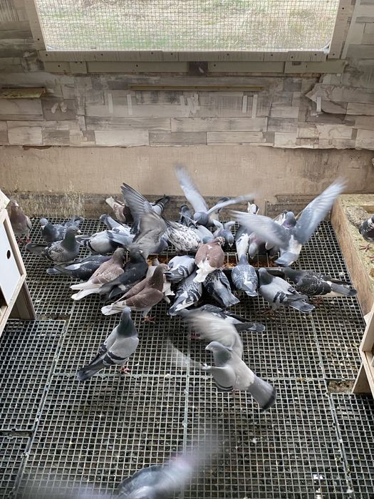 Vand porumnei voiajori