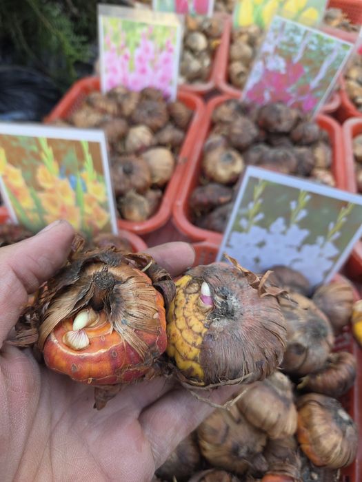 Рассада все виды.