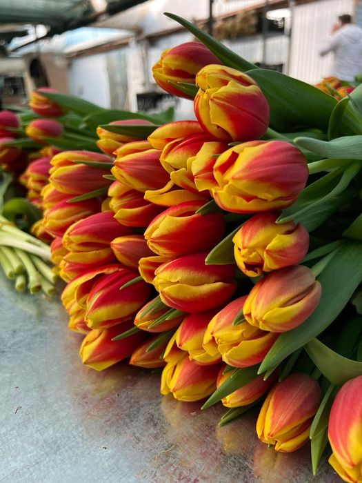 Продам тюльпаны на 8 марта