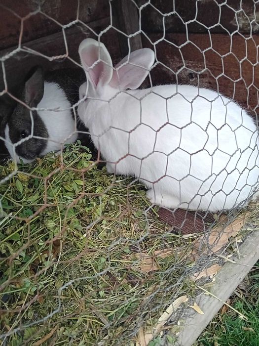 De vanzare 2 iepuri,masculi,8,9luni