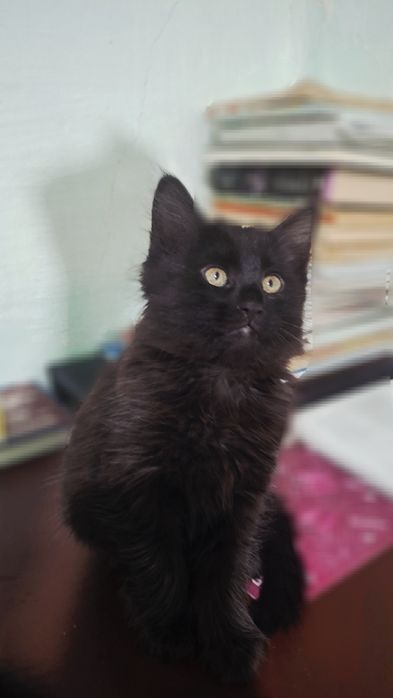 Отдам в добрые руки