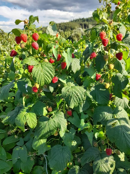 предлагам страхотен расат ягуди