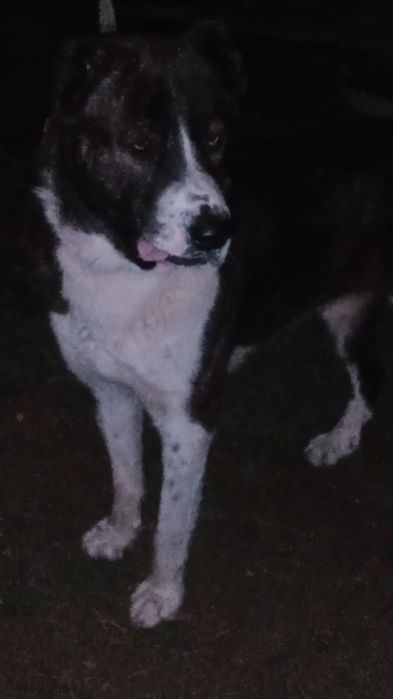 Ит сатлады еркек