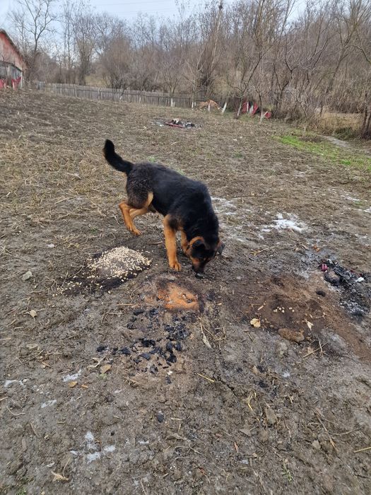 Donez ciobanesc german in neamt.