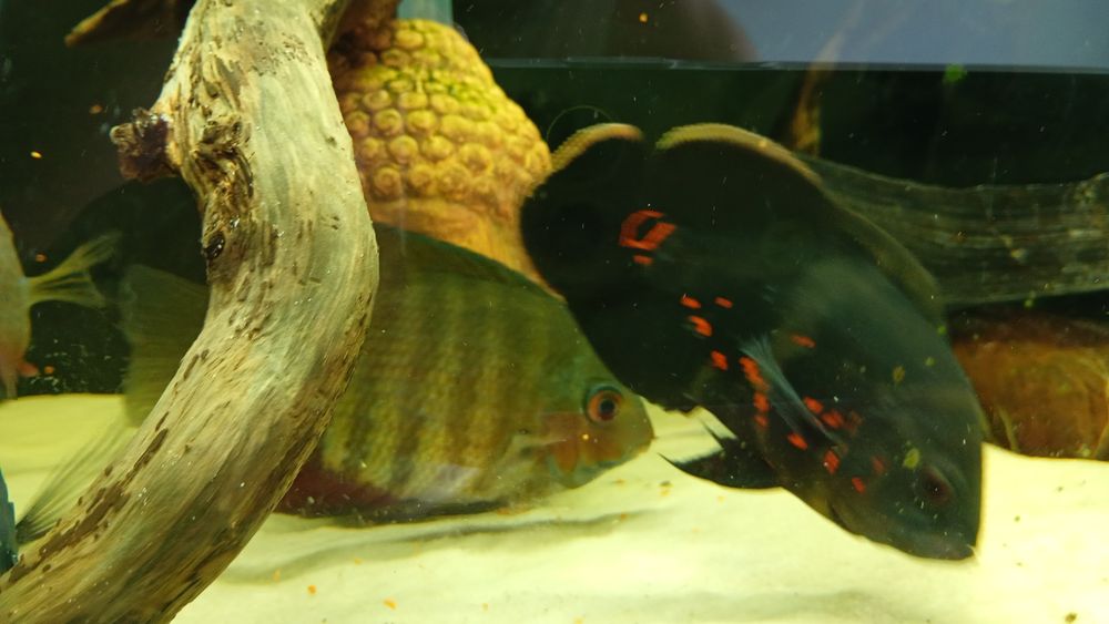 Ciclide caută o noua casa