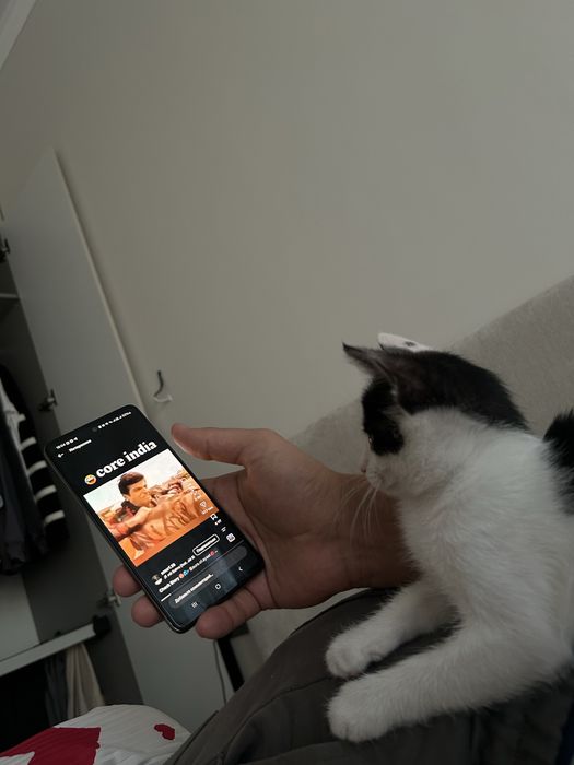 Отдам котенка вместе с вещами