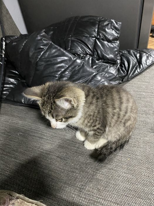 Отдам котёнка мальчик!