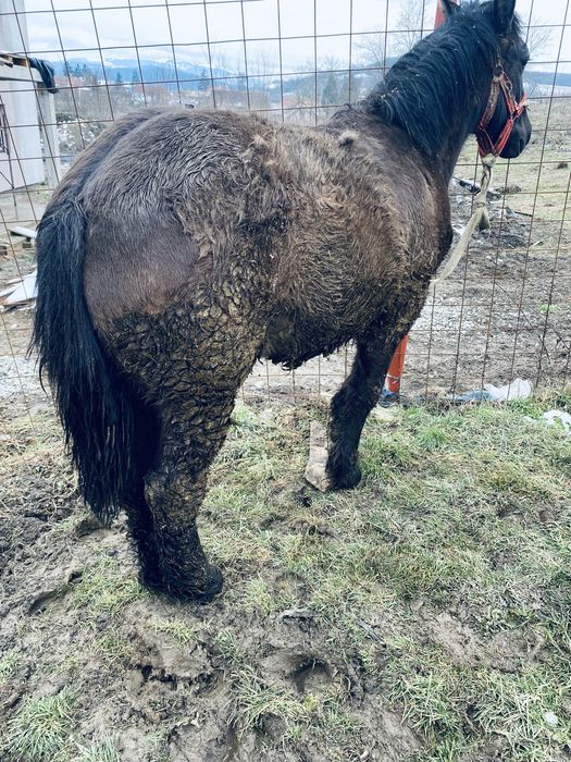 Manz 6/7 luni  din parinti ardenenez