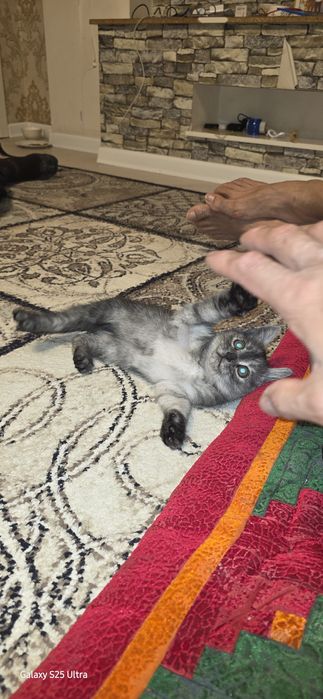 котёнок полубретанец