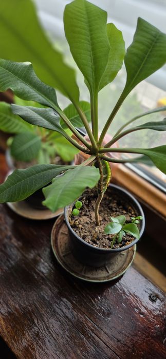 Молочай гребенчатый комнатное растение