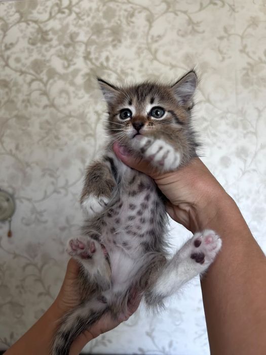 Отдам котят в добрые руки