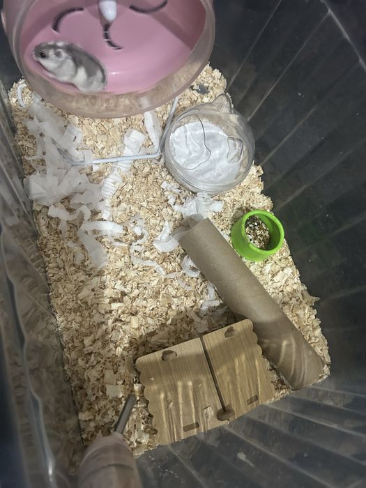 хомяк 3 месяца со всем необходимым.